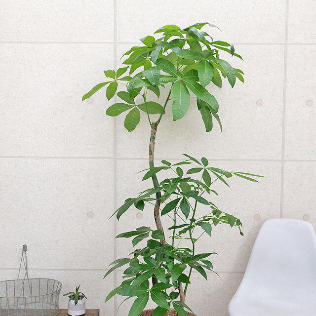 パキラ・ブランチ-022 10号鉢 観葉植物と植木鉢の専門店cocolate