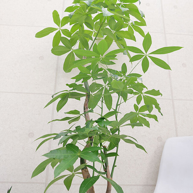 パキラ-022　10号鉢