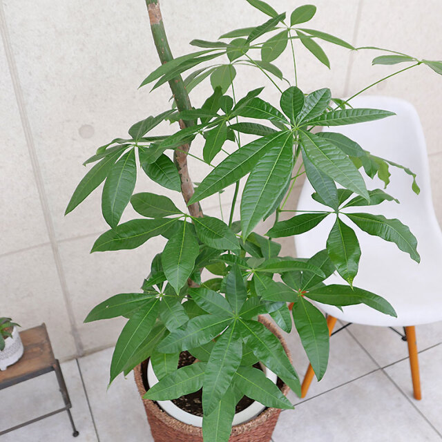 パキラ・ブランチ-022 10号鉢 観葉植物と植木鉢の専門店cocolate