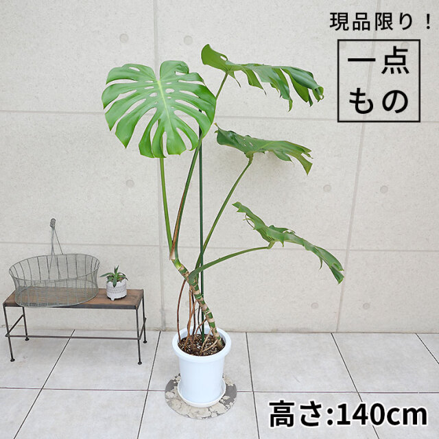 モンステラ・デリシオーサ　幹上がり-018　8号鉢