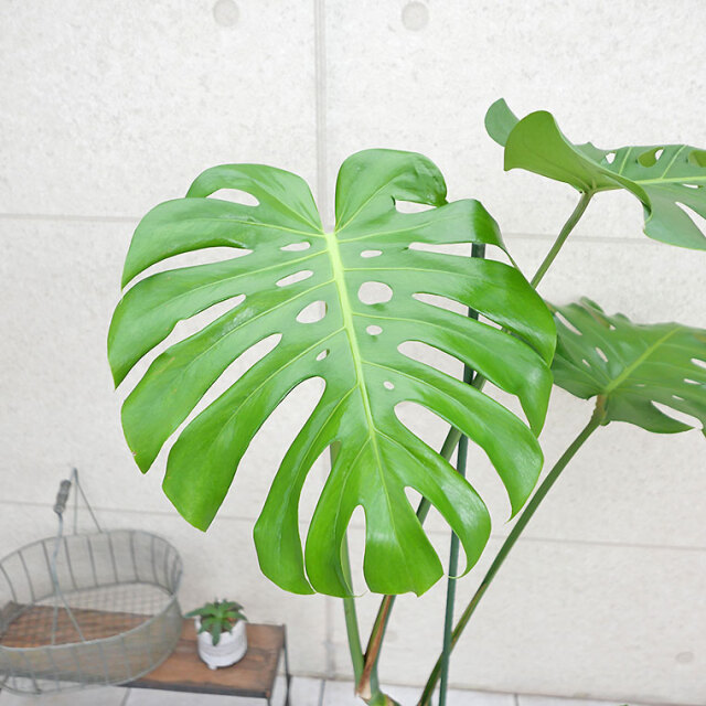 モンステラ・デリシオーサ 幹上がり-018 8号鉢 観葉植物と植木鉢の専門