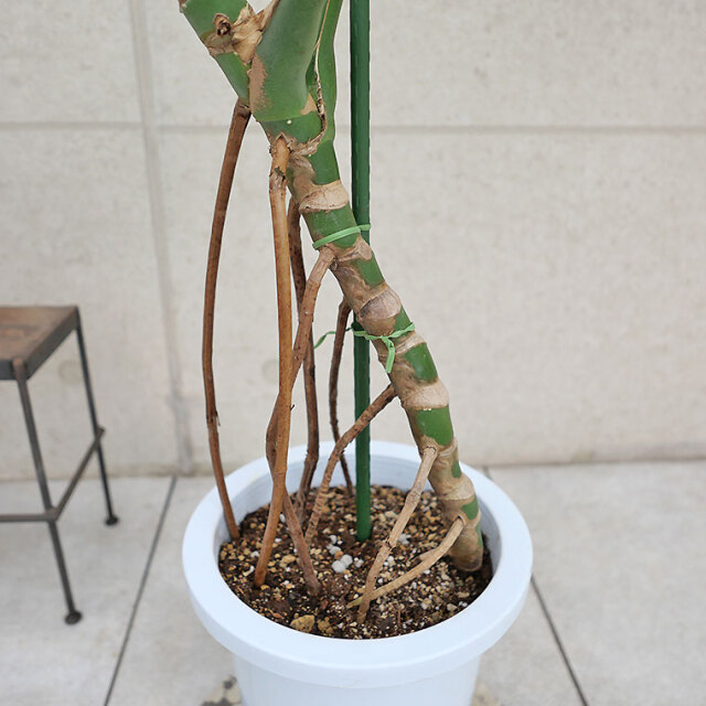 モンステラ・デリシオーサ 幹上がり-018 8号鉢 観葉植物と植木鉢の専門