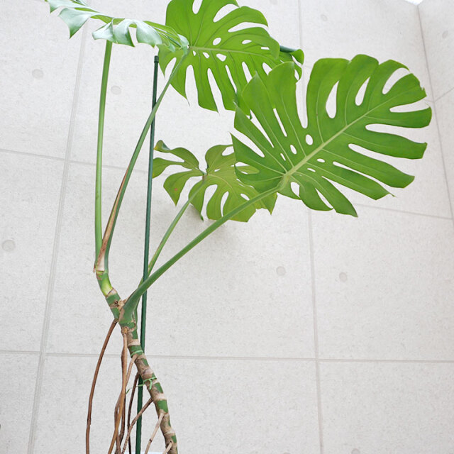 モンステラ・デリシオーサ 幹上がり-018 8号鉢 観葉植物と植木鉢の専門