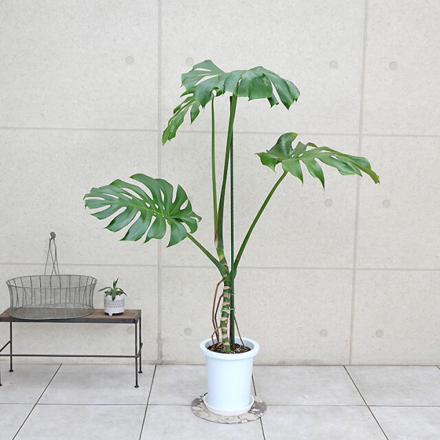 モンステラ・デリシオーサ　幹上がり-018　8号鉢