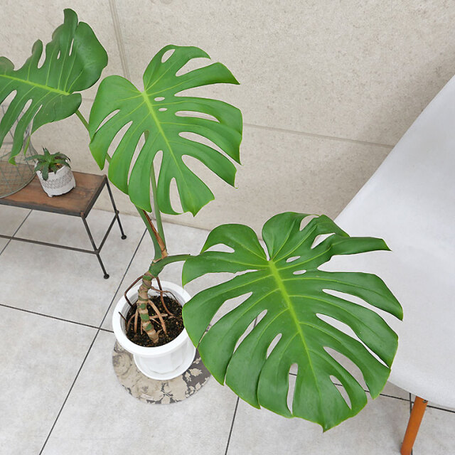 モンステラ・デリシオーサ　幹上がり　葉の写真