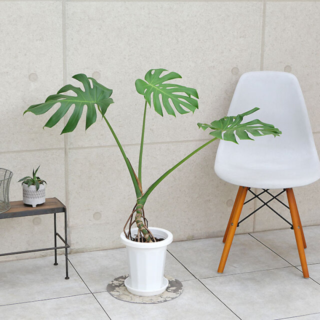 モンステラ・デリシオーサ　幹上がり　7号鉢