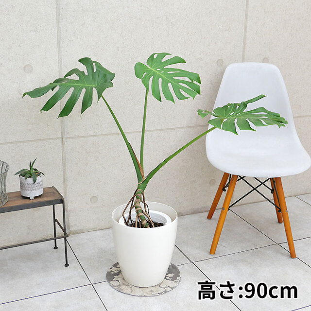 モンステラ・デリシオーサ　幹上がり　7号鉢