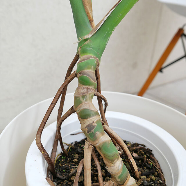 モンステラ・デリシオーサ 幹上がり 7号鉢 観葉植物と植木鉢の専門店