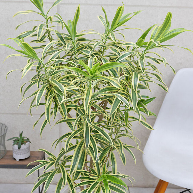 ドラセナ・インディア 7号鉢 観葉植物と植木鉢の専門店cocolate