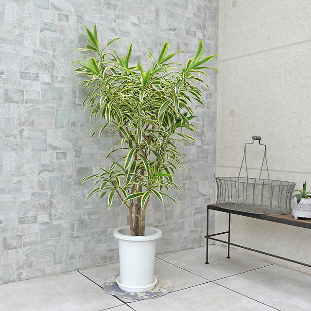 ドラセナ・インディア 7号鉢 観葉植物と植木鉢の専門店cocolate