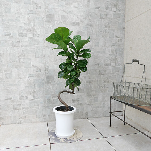 カシワバゴム・バンビーノ（フィカス・リラータ） 7号鉢 観葉植物と