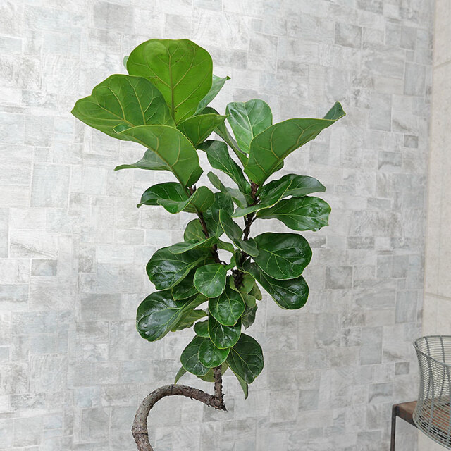 カシワバゴム・バンビーノ（フィカス・リラータ） 7号鉢 観葉植物と