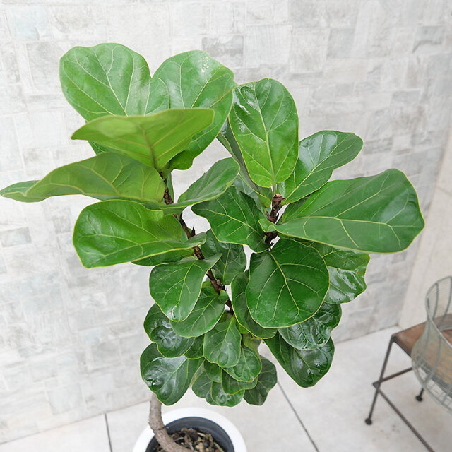 カシワバゴム・バンビーノ（フィカス・リラータ）　葉の写真