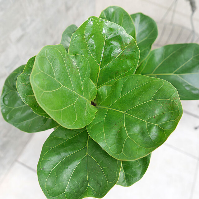 カシワバゴム・バンビーノ（フィカス・リラータ）　葉の写真