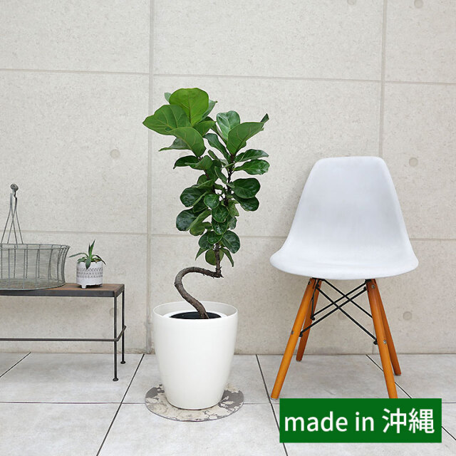 カシワバゴム・バンビーノ（フィカス・リラータ）　7号鉢