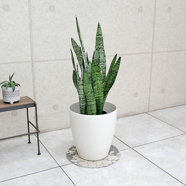 サンスベリア・ゼラニカ　7号鉢