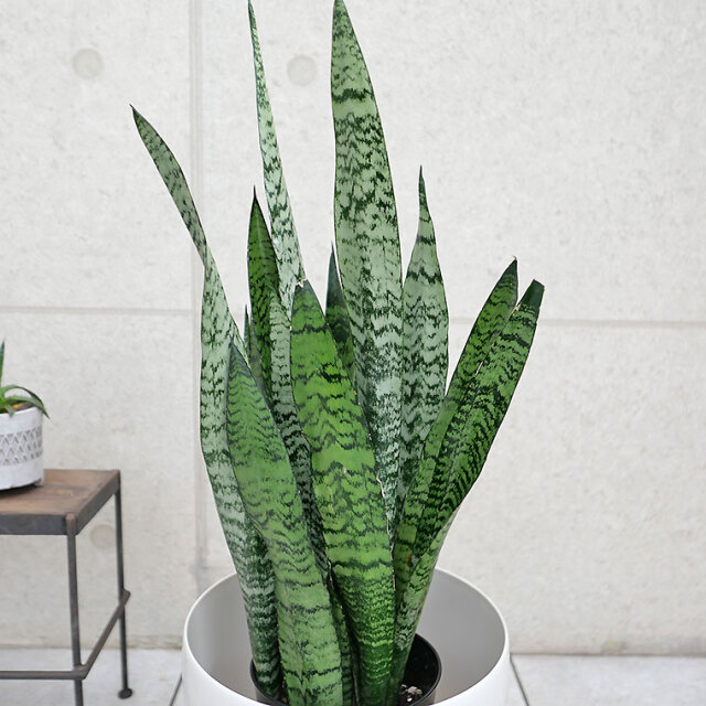 サンスベリア・ゼラニカ 7号鉢 観葉植物と植木鉢の専門店cocolate