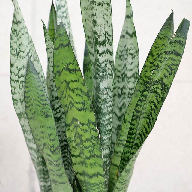 サンスベリア・ゼラニカ　葉の写真