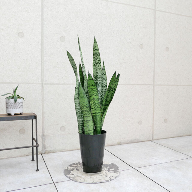 サンスベリア・ゼラニカ 7号鉢 観葉植物と植木鉢の専門店cocolate