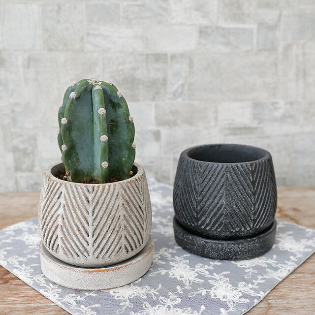 ハシラサボテン　ヘンリーボーン・S