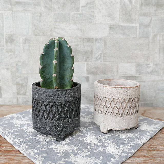 ハシラサボテン　ダイヤスタンド・S