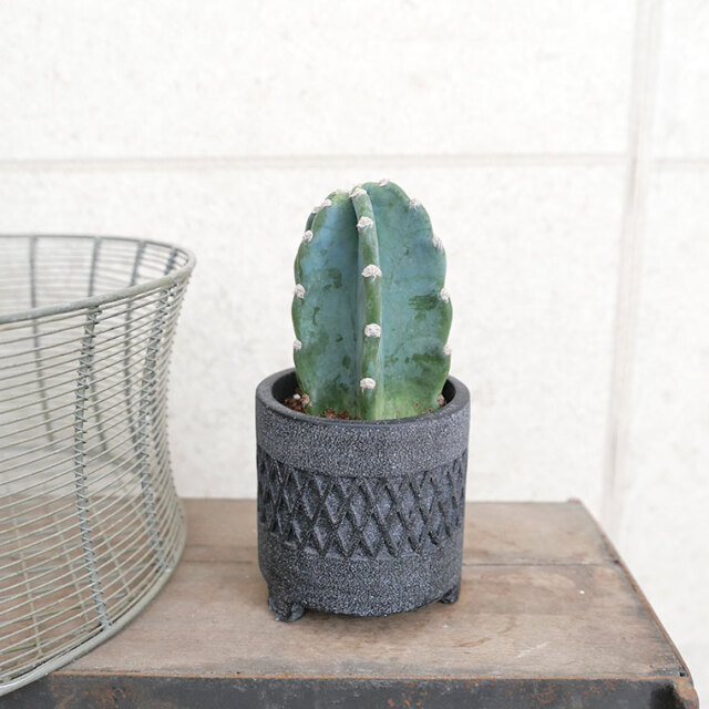 ハシラサボテン　ダイヤスタンド・S