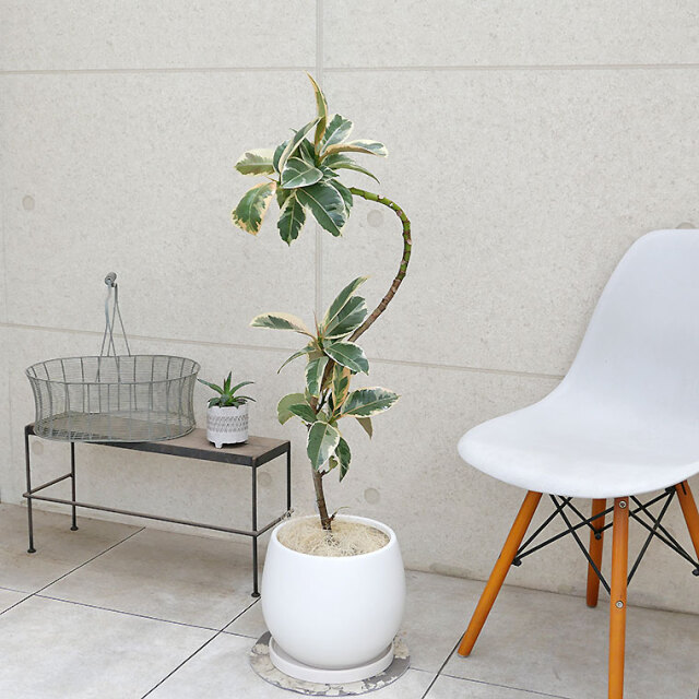 フィカス・ティネケ 陶器鉢カバー付き（マットシリーズ/ムーン） 観葉