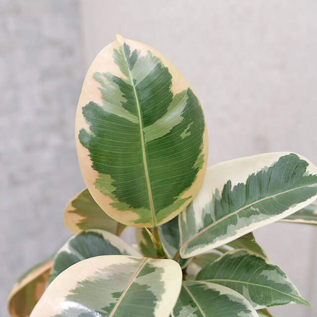 フィカス・ティネケ　葉の写真