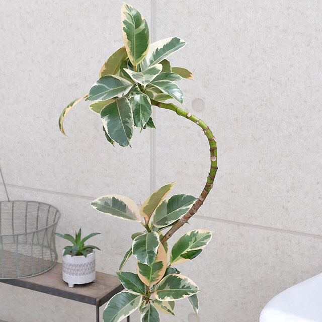 フィカス・ティネケ　葉の写真