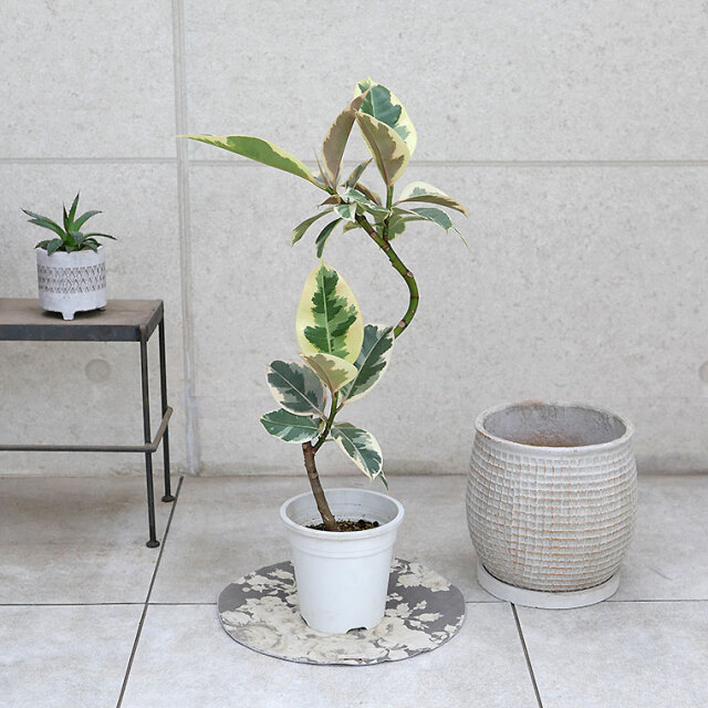 フィカス・ティネケ　陶器鉢カバー付き（マリア/サークル）