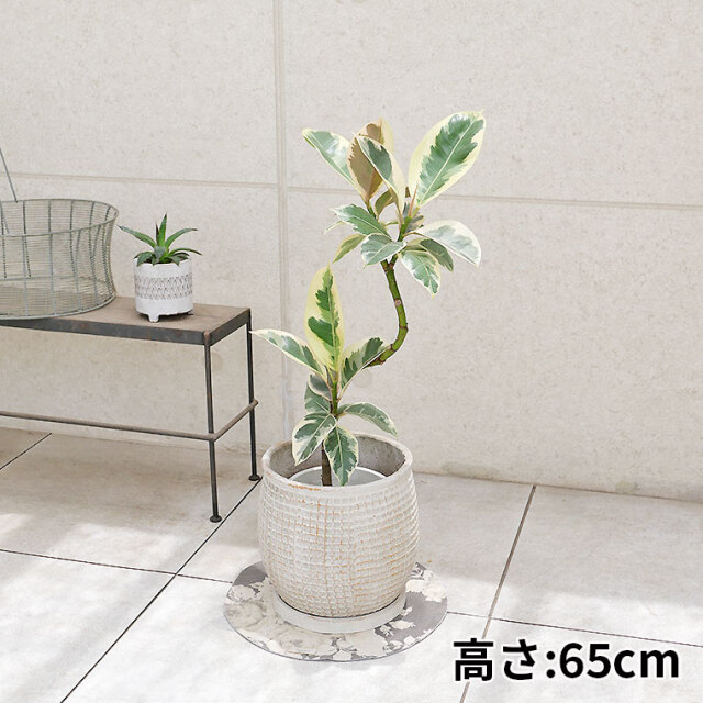 フィカス・ティネケ　陶器鉢カバー付き（マリア/サークル）