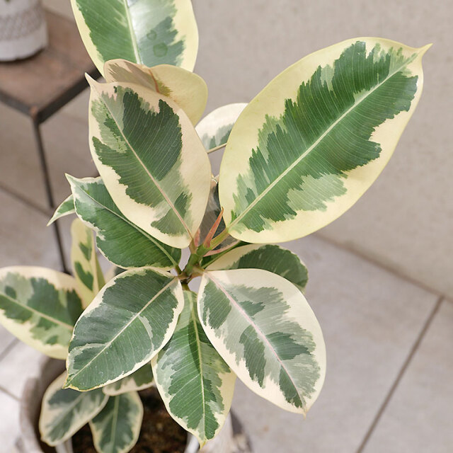 フィカス・ティネケ 陶器鉢カバー付き（マリア/サークル） 観葉植物と