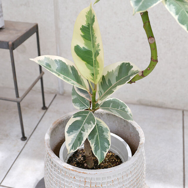 フィカス・ティネケ　葉の写真