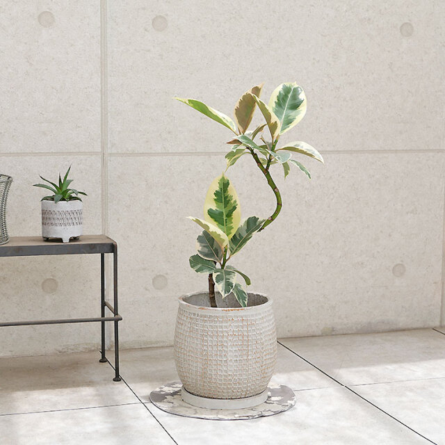 フィカス・ティネケ　陶器鉢カバー付き（マリア/サークル）