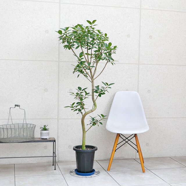 ゴム 観葉植物と植木鉢の専門店cocolate（ココレート）