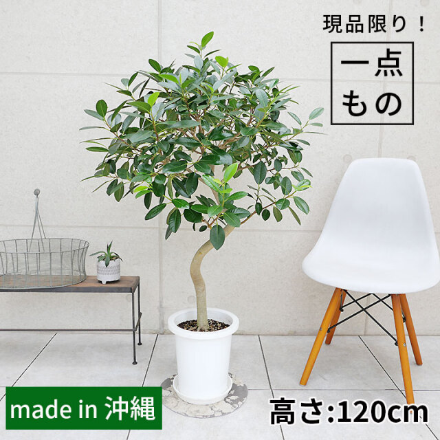 観葉植物　150株以上まとめ売り 高さ150-180cm | プレミアム光触媒フェイクグリーン 造花ドットコム