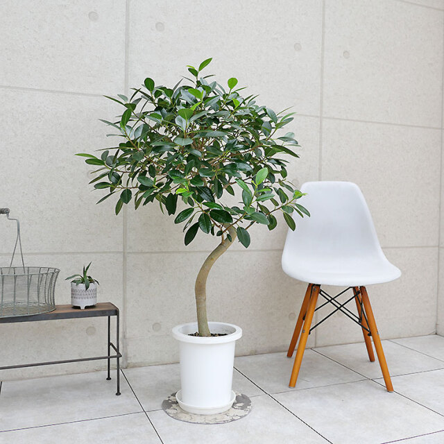 フランスゴム（曲がり）-049 8号鉢 観葉植物と植木鉢の専門店cocolate