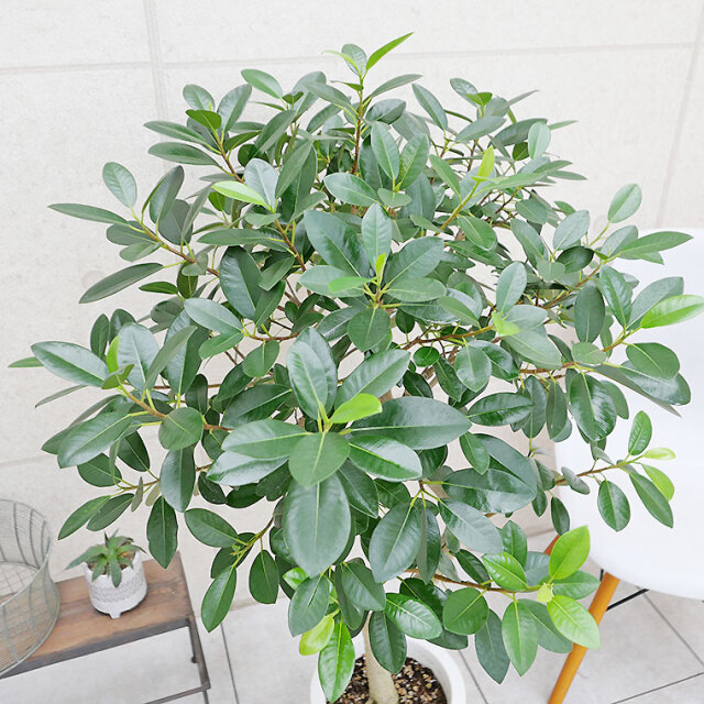 【現品】フランスゴム　曲がり　7号　茶鉢　（3） FlowerKitchen 観葉 曲がり仕立て フランスゴムの木 7号 北欧スタイル