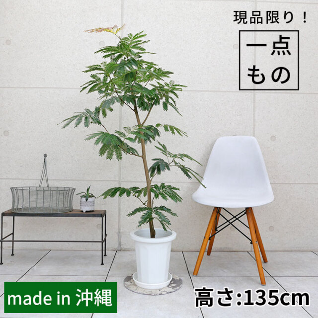 ネムノキ・エバーフレッシュ-045　8号鉢