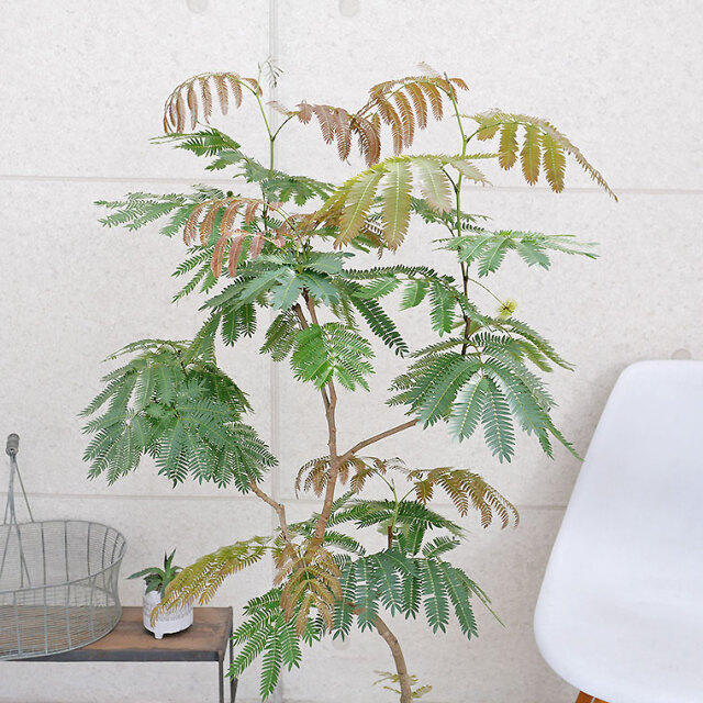 ネムノキ・エバーフレッシュ-046 7号鉢 観葉植物と植木鉢の専門店