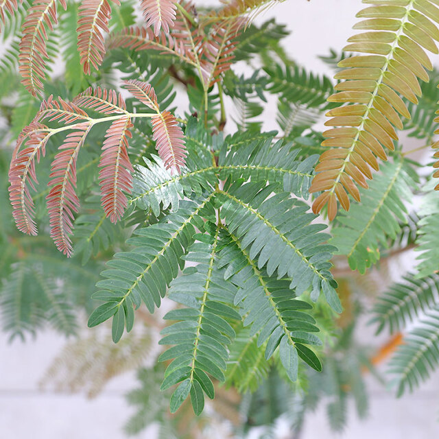 ネムノキ・エバーフレッシュ-046　7号鉢