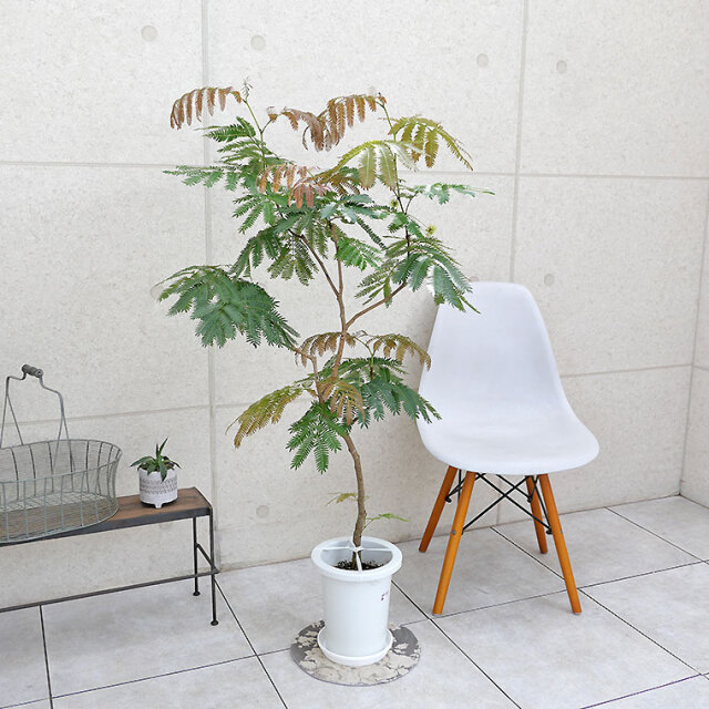 ネムノキ・エバーフレッシュ-046 7号鉢 観葉植物と植木鉢の専門店