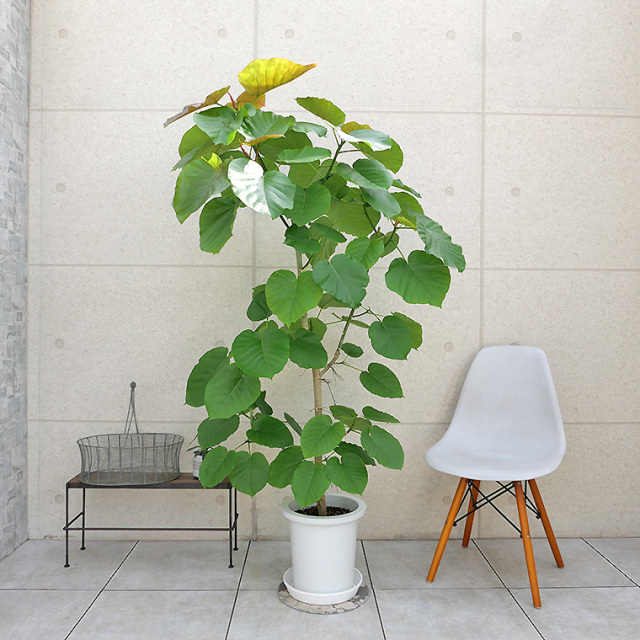 フィカス・ウンベラータ-141　9号鉢