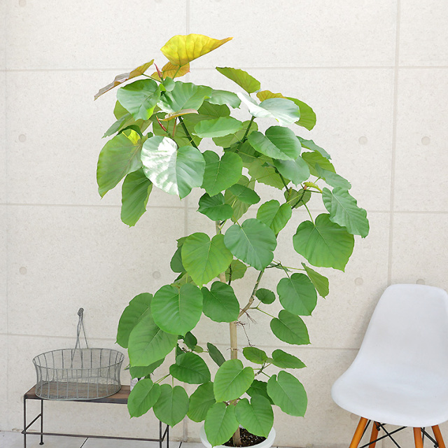 フィカス・ウンベラータ-141 9号鉢 観葉植物と植木鉢の専門店cocolate