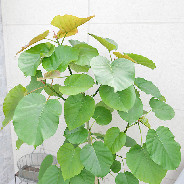 フィカス・ウンベラータ-141 9号鉢 観葉植物と植木鉢の専門店cocolate