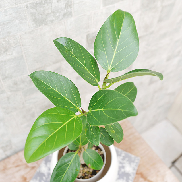 フィカス・ベンガレンシス　葉の写真