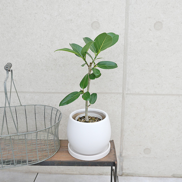 フィカス・ベンガレンシス 陶器鉢カバー付き（マットシリーズ/ムーン