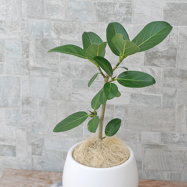 フィカス・ベンガレンシス　葉の写真