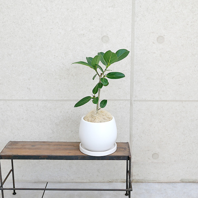 フィカス・ベンガレンシス 陶器鉢カバー付き（マットシリーズ/ムーン