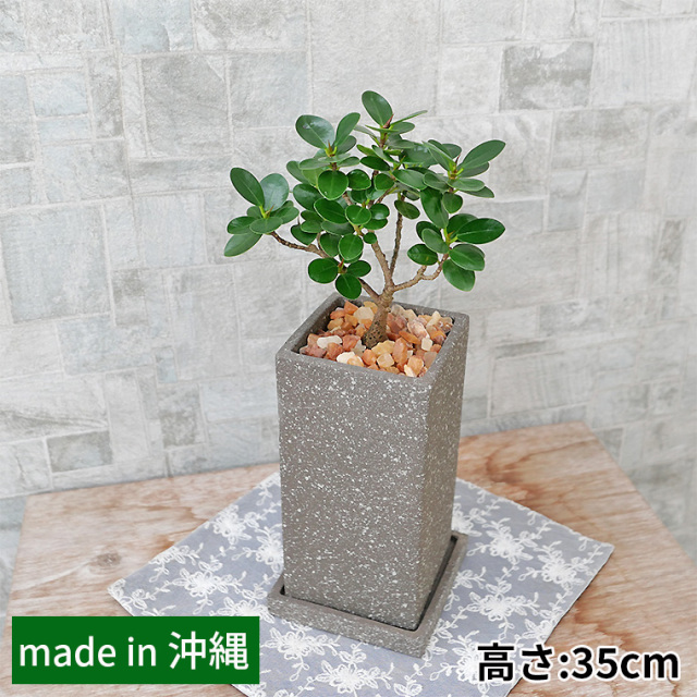 パンダガジュマル（盆栽仕立て）　陶器鉢植え